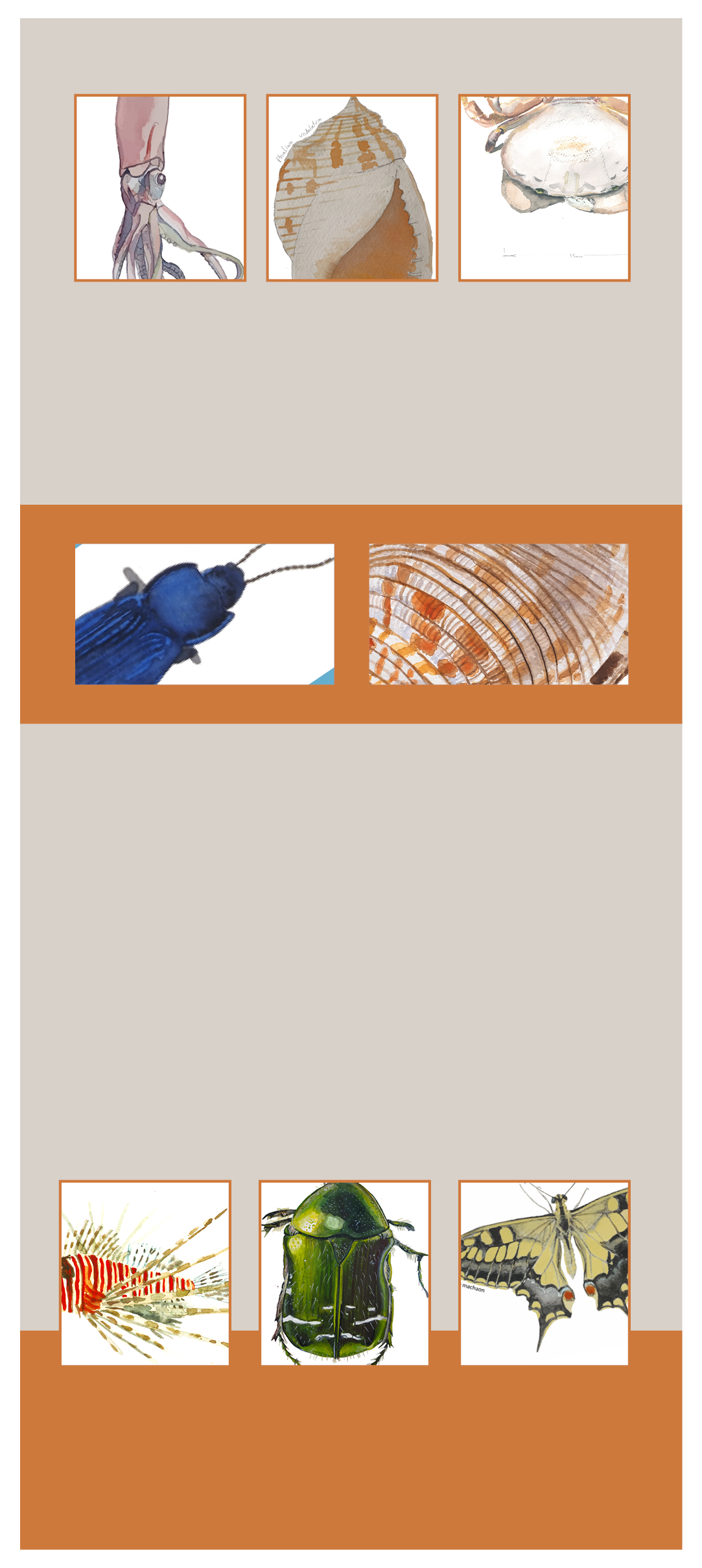 ARTemia design collection overview